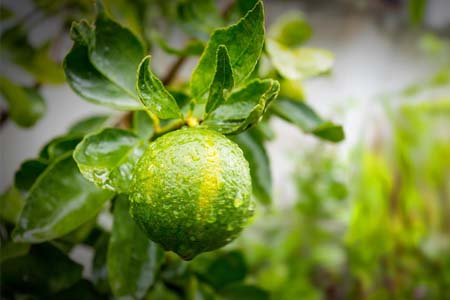 Cosmétiques naturels à Charleville-Mézières