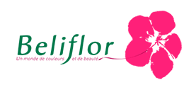 beliflor